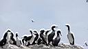 Iles ballestas